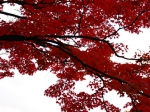 京都　紅葉　きれい