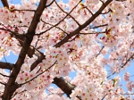 京都　桜　きれい