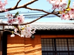 京都　桜　きれい