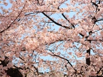 京都　桜　満開