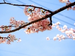 京都　桜　開花