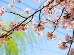 京都観光　桜