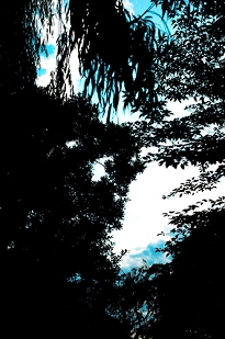 風景　舞妓体験　舞妓変身