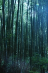 嵐山