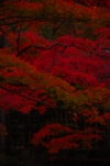 京都の紅葉