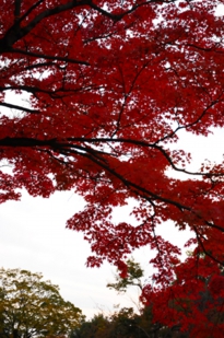 京都紅葉
