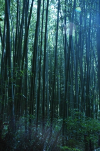 嵐山