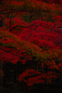 京都紅葉
