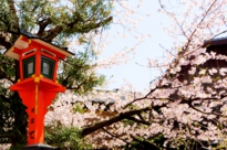 京都　桜