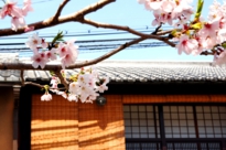 京都　町屋　桜