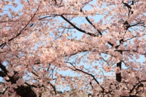 SAKURA