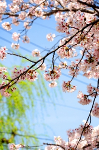京都　さくら