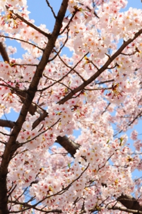 桜満開