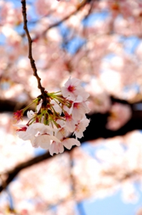 京都　桜　観光
