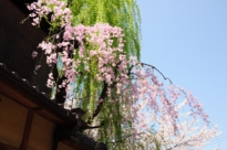 祇園　桜