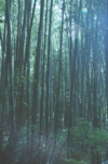 嵐山