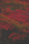 京都の紅葉